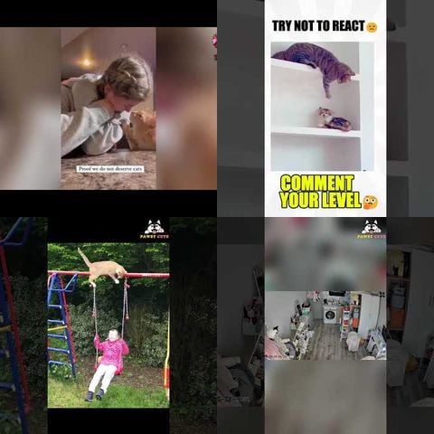 Animals Being Clumsy thumbnail