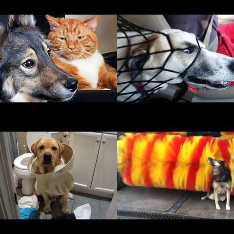 Animals Being Derps thumbnail