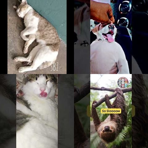 Animals Being Lazy thumbnail