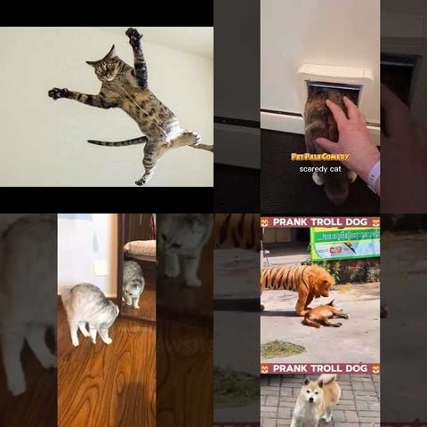 Animals Being Surprised thumbnail