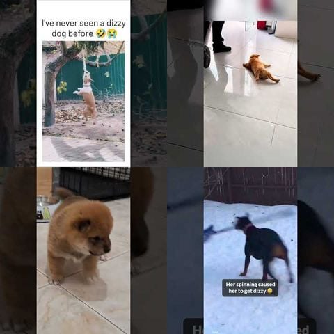 Animals Getting Dizzy thumbnail