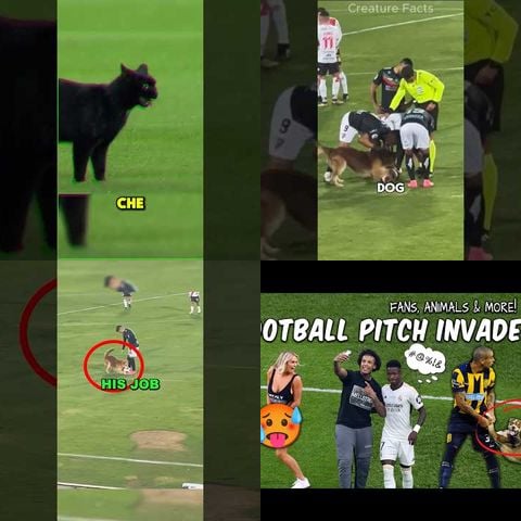 Animals Interrupting Sports Events thumbnail