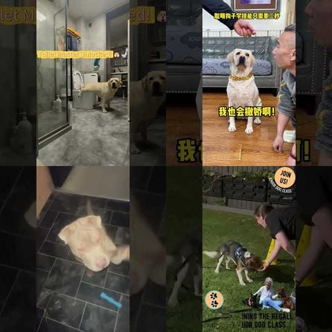 Animals Learning New Skills thumbnail