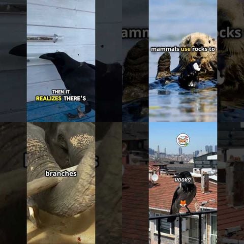 Animals Learning to Use Tools thumbnail