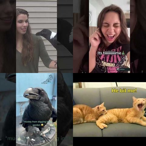 Animals Making Human Sounds thumbnail