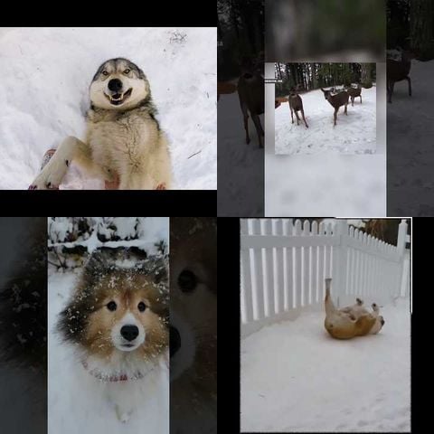 Animals Playing in Snow thumbnail