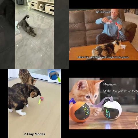 Animals Playing with Motion Activated Toys thumbnail