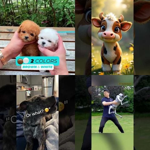 Animals Playing with Voice-Activated Toys thumbnail