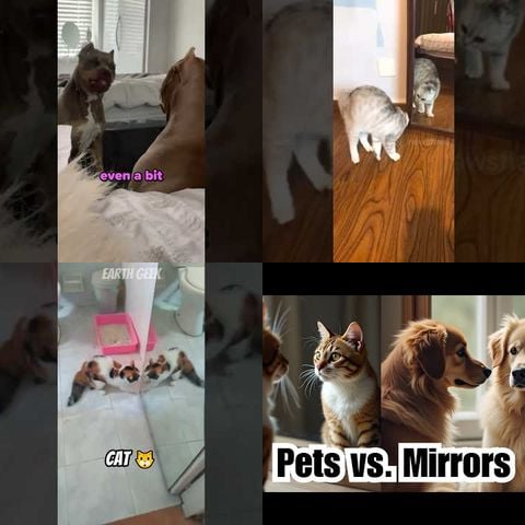 Animals Reacting to Mirrors thumbnail