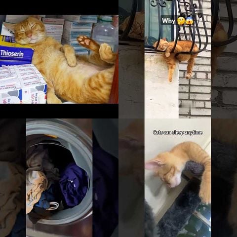 Animals Sleeping in Weird Places thumbnail