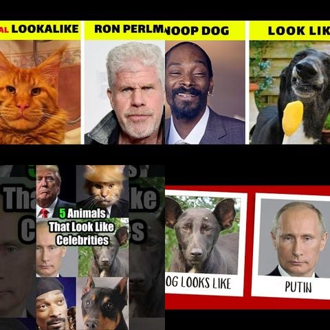 Animals That Look Like Celebrities thumbnail