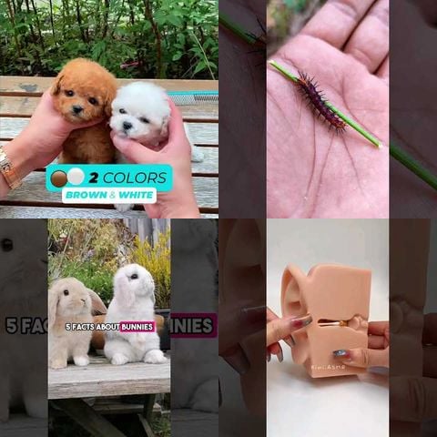 Animals vs Motion Sensor Lights thumbnail
