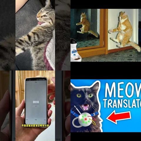 Animals vs Timer-Based Pet Feeders thumbnail