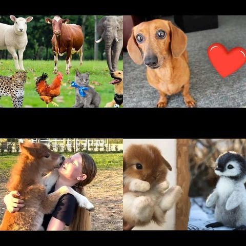 Baby Animals Being Cute thumbnail