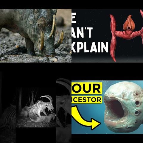 Bizarre Animals You Won't Believe Exist thumbnail