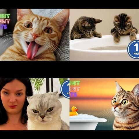 Cat Videos That Make You Laugh thumbnail