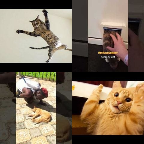 Cats Being Scared by Random Things thumbnail