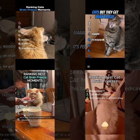 Cats Getting Brain Freeze - weird-animals thumbnail