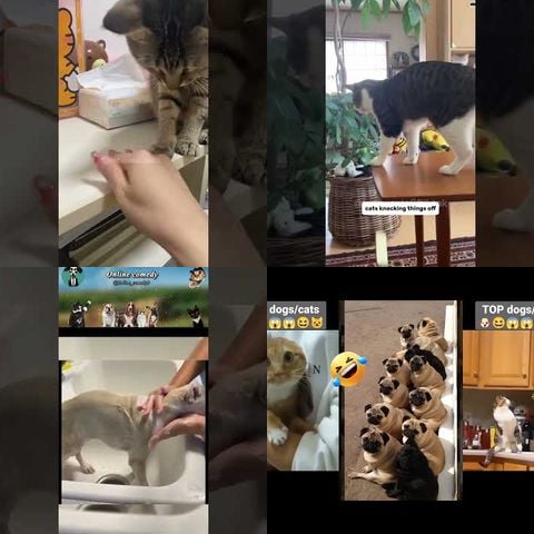 Cats Knocking Things Over thumbnail