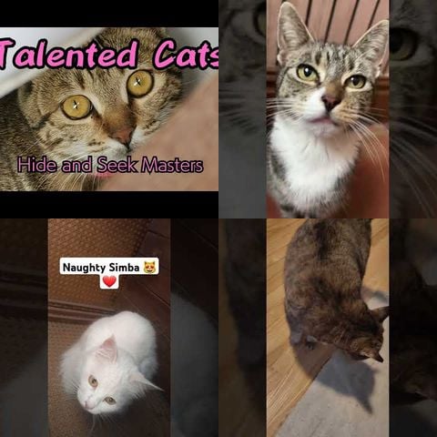 Cats Playing Hide and Seek thumbnail