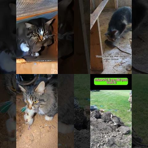 Cats Playing with Feathers thumbnail