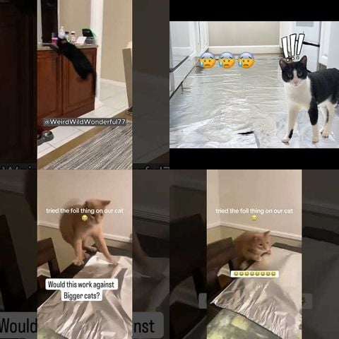 Cats vs Aluminum Foil thumbnail