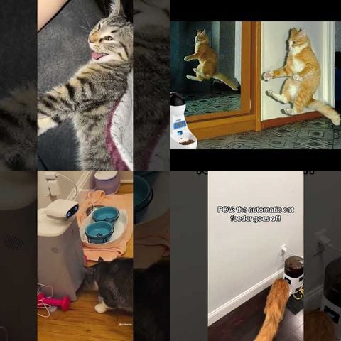 Cats vs Automatic Cat Feeders thumbnail