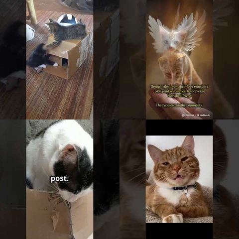 Cats vs Cardboard Boxes thumbnail