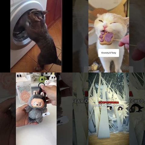 Cats vs Empty Boxes thumbnail