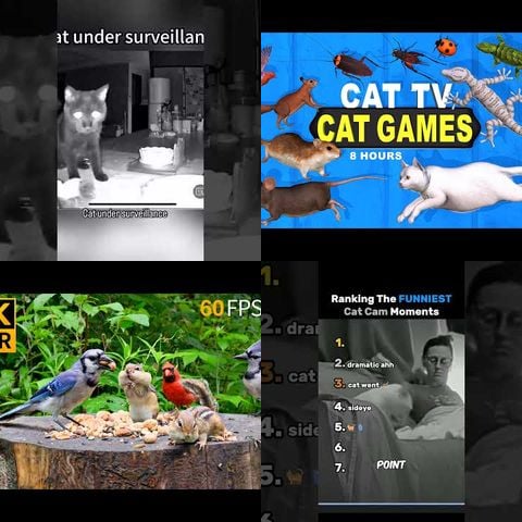 Cats vs Interactive Pet Cameras thumbnail