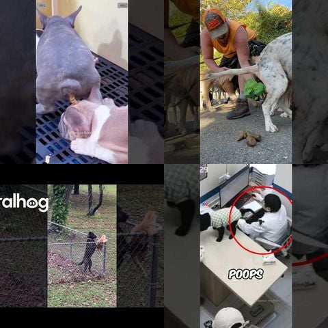 Dogs Getting Stuck in Dog Doors thumbnail
