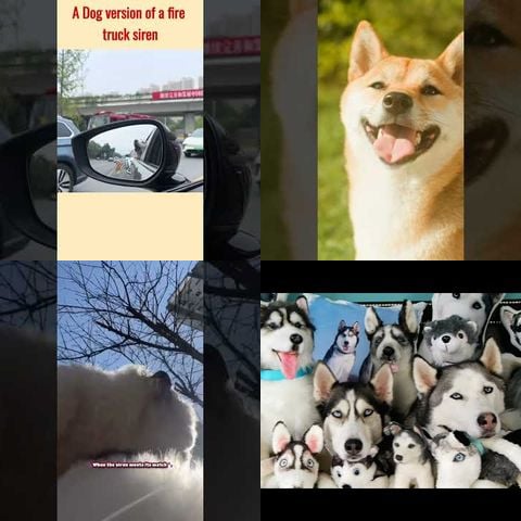 Dogs Howling at Sirens thumbnail