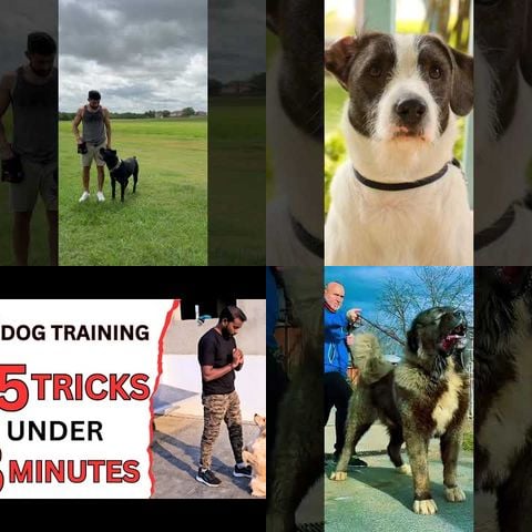 Dogs Learning New Tricks thumbnail