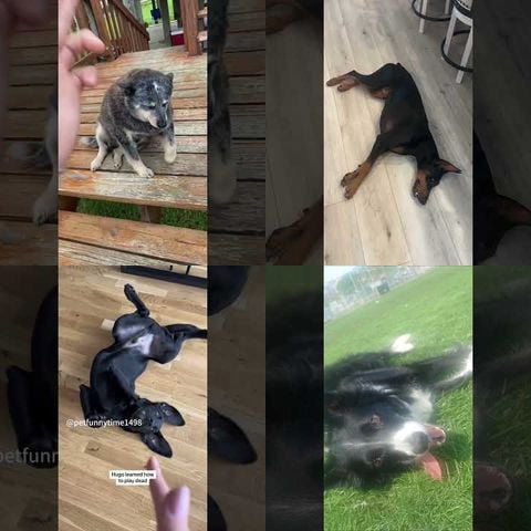 Dogs Playing Dead Dramatically thumbnail