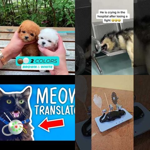 Dogs Playing with Sensor-Based Toys thumbnail