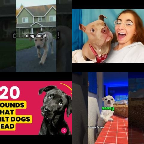 Dogs Reacting to Doorbell thumbnail