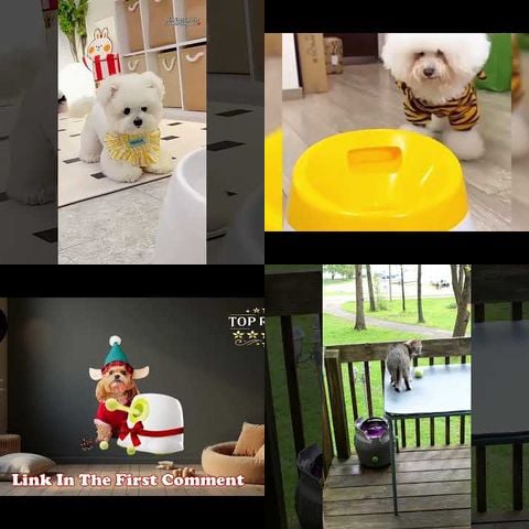Dogs vs Automatic Ball Throwers thumbnail