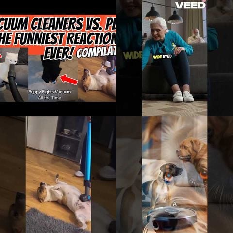 Dogs vs Vacuum Cleaners thumbnail