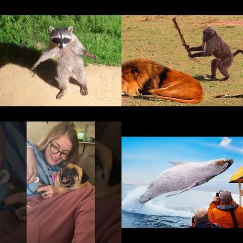 Funniest Animal Reactions Caught on Camera thumbnail
