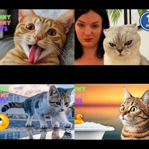 Funny Cat Videos That Will Make You Laugh thumbnail