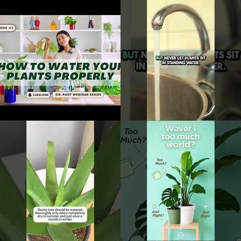 Houseplant Watering Guide thumbnail