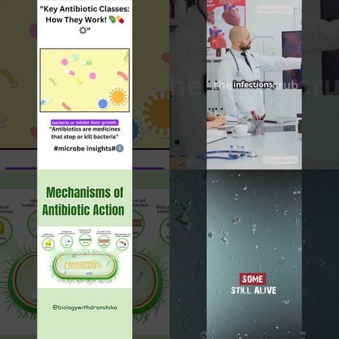 How Antibiotics Fight Bacteria thumbnail