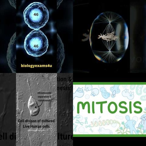 How Cells Divide and Reproduce thumbnail