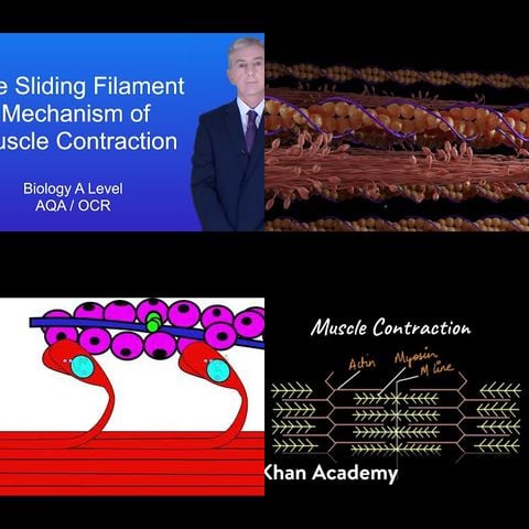 How Muscle Contraction Really Works thumbnail