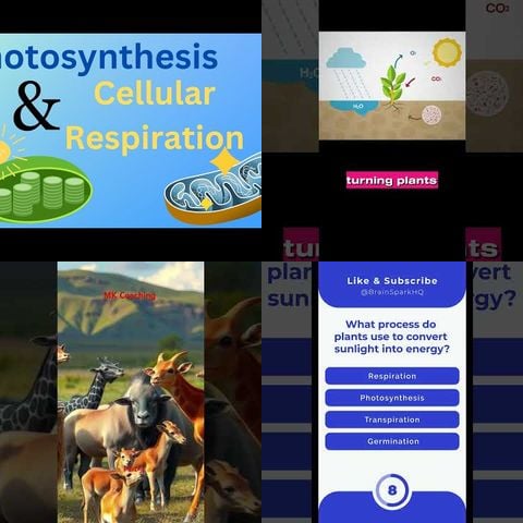 How Photosynthesis Powers Life thumbnail