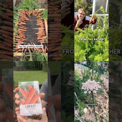How to Grow Carrots thumbnail