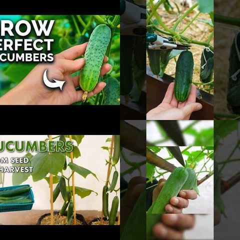 How to Grow Cucumbers thumbnail