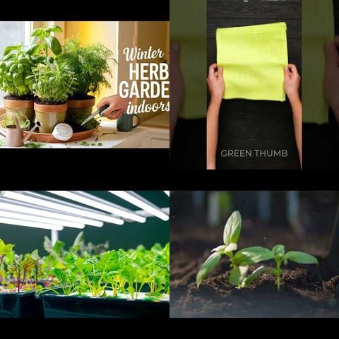 How to Grow Herbs Indoors thumbnail