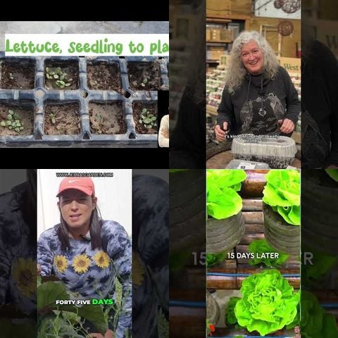 How to Grow Lettuce thumbnail