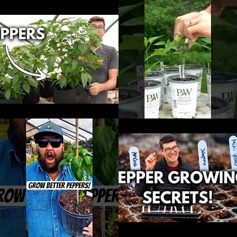 How to Grow Peppers thumbnail